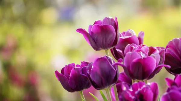 Bel Fiore Tulipani Campo Tulipano Inverno Giorno Primavera — Foto Stock