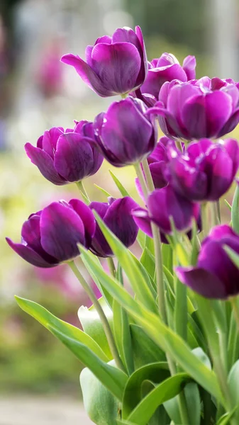 Красивые Тюльпаны Цветут Тюльпановом Поле Зимой Весной — стоковое фото
