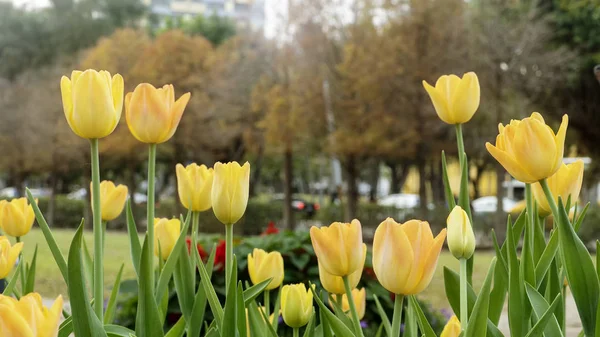 Красиві Тюльпани Квітка Полі Тюльпанів Взимку Або Навесні — стокове фото