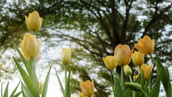 Beautiful tulips flower in tulip field at winter or spring day