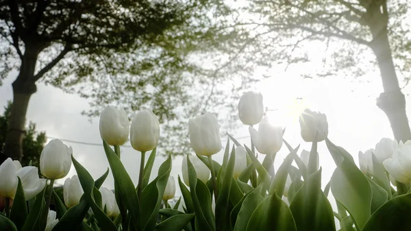 Belle Fleur Tulipes Dans Champ Tulipes Jour Hiver Printemps — Photo