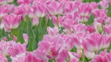 Lale alan kış veya bahar gününde güzel Lale çiçek