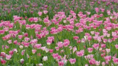 Lale alan kış veya bahar gününde güzel Lale çiçek