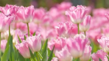 Lale alan kış veya bahar gününde güzel Lale çiçek