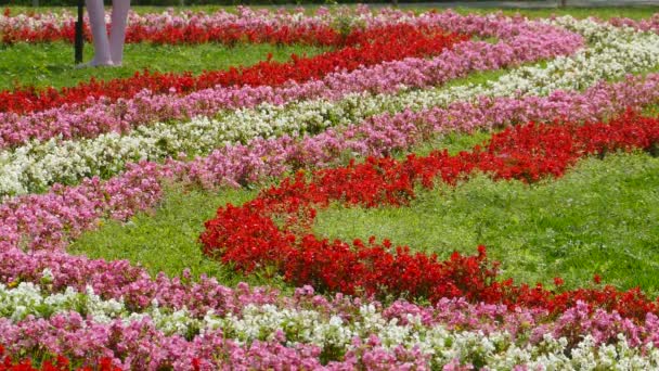 Hermosa Flor Tulipanes Campo Tulipanes Invierno Día Primavera — Vídeos de Stock