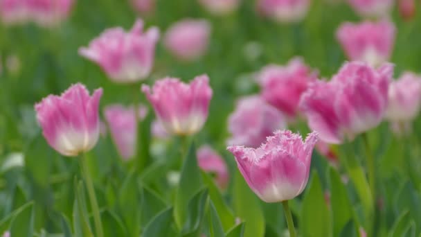 在冬季或春季郁金香地里美丽的郁金香花 — 图库视频影像