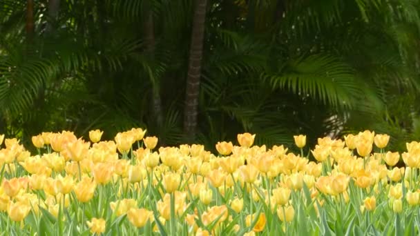 Krásné Tulipány Květina Tulipán Pole Zimě Nebo Jaře Den — Stock video