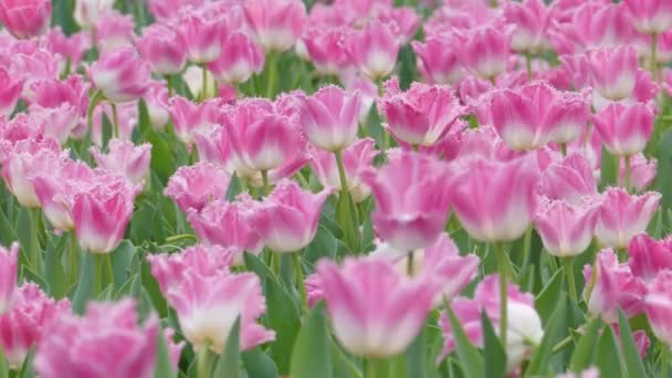 Prachtige Tulpen Bloem Tulp Veld Winter Voorjaar Dag — Stockvideo