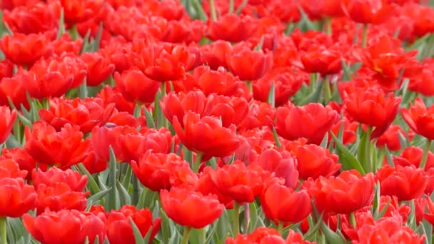 冬または春日チューリップ畑で美しいチューリップの花 — ストック動画