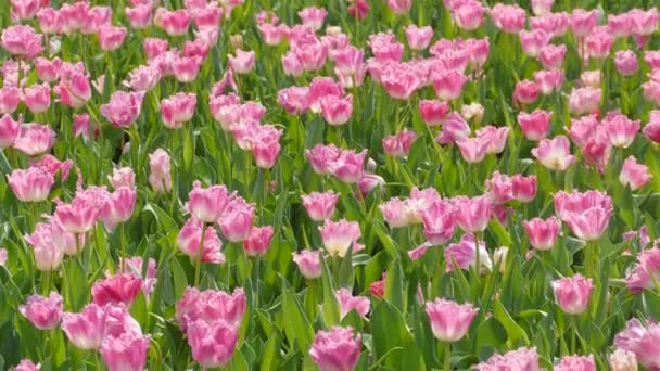 Piękne Tulipany Kwiat Pola Tulipanów Dzień Zimą Lub Wiosną — Wideo stockowe