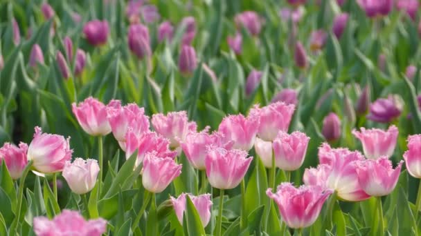 Красиві Тюльпани Квітка Полі Тюльпанів Взимку Або Навесні — стокове відео