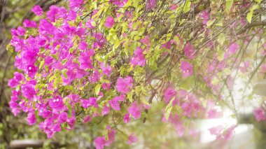 Kağıt çiçekler, pembe ve ıhlamur çiçekleri tam çiçek, Bougainvillea, kıllı begonviller