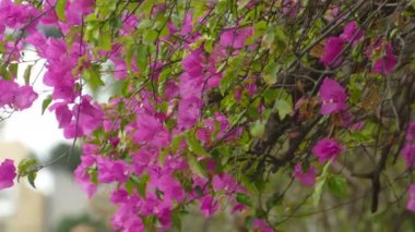 Çiçek, pembe kağıt ve tam çiçeklenme, Begonvil, kıllı Begonvil çiçeklenir kireç