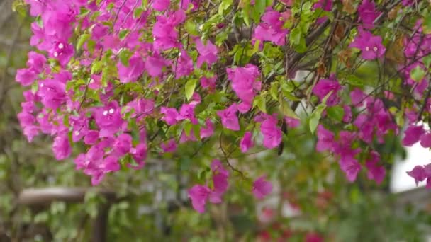 Papieren Bloemen Roze Bloemen Volle Bloei Bougainvillea Harige Bougainvillea Lime — Stockvideo