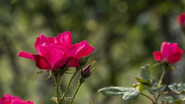 Belle Fleur Rose Dans Jardin Aussi Avec Une Belle Couleur — Photo