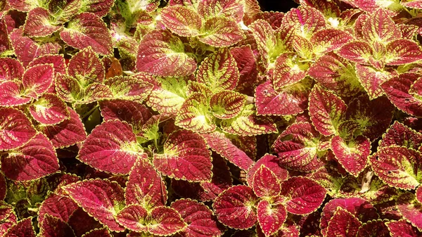 Bright Red Green Skullcaplike Coleus Coleus Blumei Also Named Painted — Stock Photo, Image