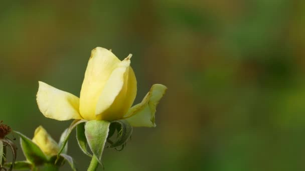 Schöne Rosenblume Garten Auch Mit Schöner Hintergrundfarbe — Stockvideo