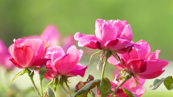 Belle Fleur Rose Dans Jardin Aussi Avec Belle Couleur Fond — Video