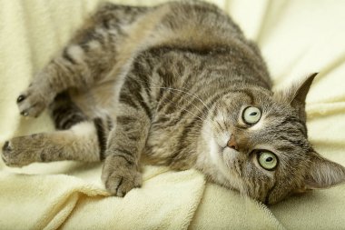 Evin arka planında güzel bir renge sahip kedi yatıyor.