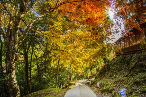 Acero Rosso Lascia Confine Nella Foresta Autunnale Con Sfondo Sfocato — Foto Stock