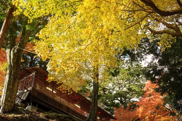 Bordure Des Feuilles Érable Rouge Forêt Automne Avec Fond Flou — Photo