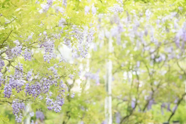 Die Schöne Glyzinien Blüte Auf Gartenhintergrund Mit Schöner Farbe — Stockfoto