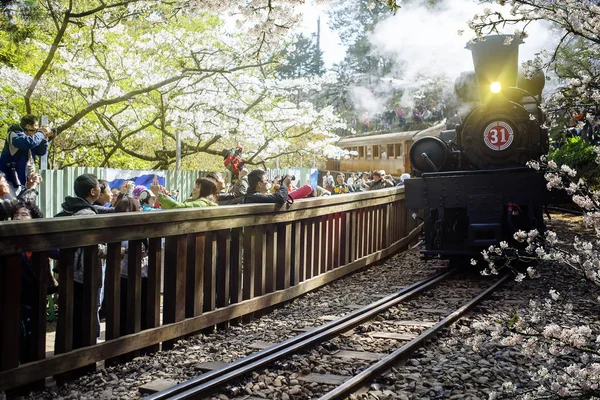 Ali Dağ, Tayvan - 15 Mar, 2012: eski tren ve Alişan Ulusal manzara alan Tayvan, kiraz ağacı çiçeği