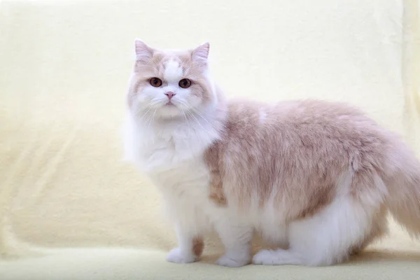 Evin Arka Planında Güzel Bir Renge Sahip Kedi Yatıyor — Stok fotoğraf