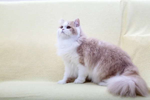 Evin Arka Planında Güzel Bir Renge Sahip Kedi Yatıyor — Stok fotoğraf