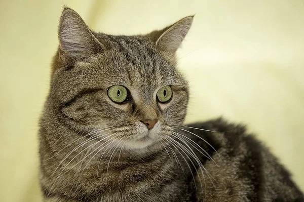 Katten Liggande Hus Med Fin Bakgrund Färg — Stockfoto