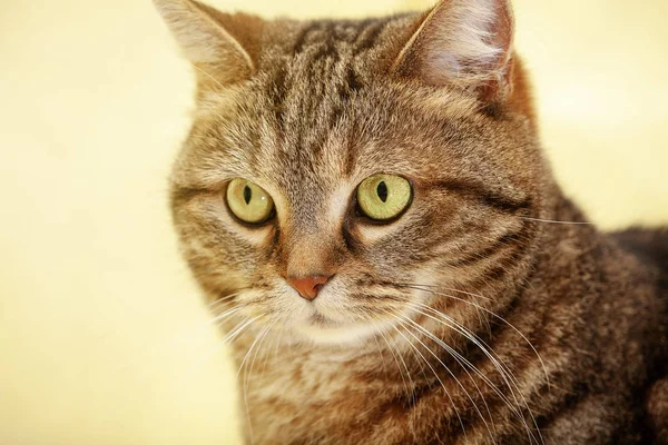 Katten Liggande Hus Med Fin Bakgrund Färg — Stockfoto