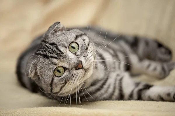 Gatto Sdraiato Sulla Casa Con Bel Colore Sfondo — Foto Stock