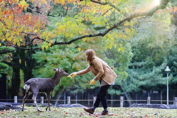 Japanese deer eating grass with red maple leaves tree on autumn — Stock Photo, Image