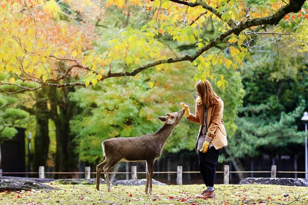 Japanische Hirsche fressen Gras mit rotem Ahorn Blätter Baum im Herbst — Stockfoto