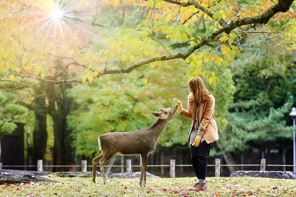Японский олень ест траву с красным кленовым деревом осенью — стоковое фото