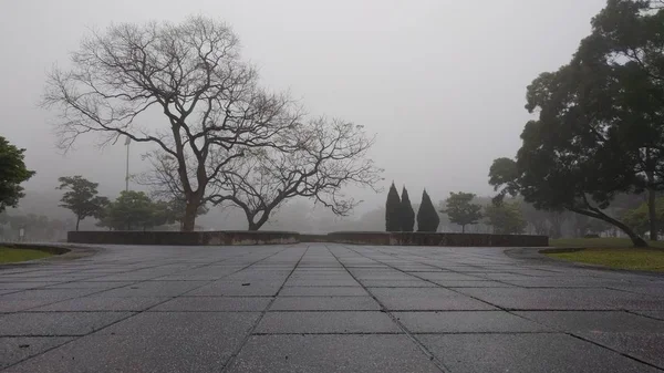 Starý strom bez listu na den počasí mlha — Stock fotografie