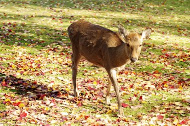 Nara Parkı geyik güzel mapple renk, nara Japonya ile