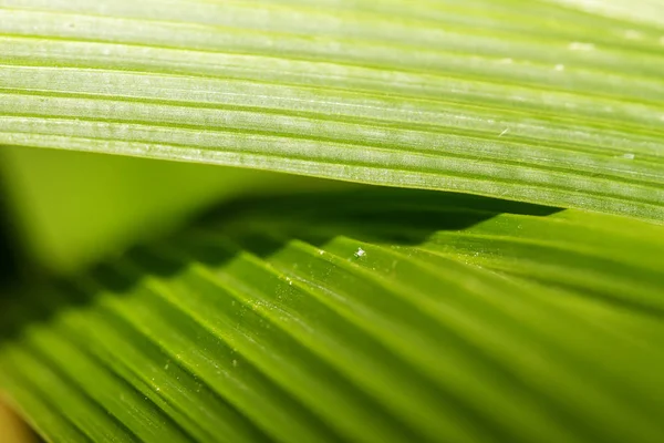 L'insecte était masqué dans la couleur verte des feuilles du pl — Photo