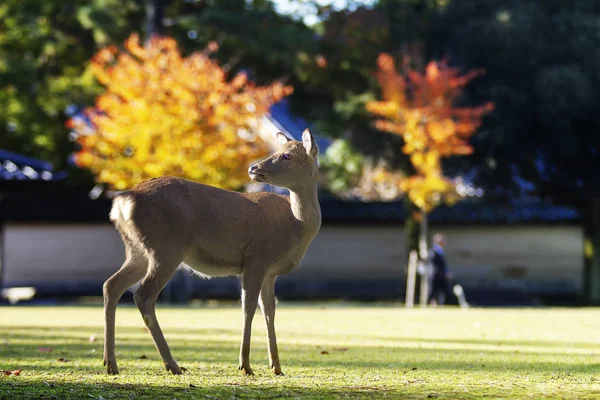 Deer Park w Nara z mapple ładny kolor, nara, Japonia — Zdjęcie stockowe