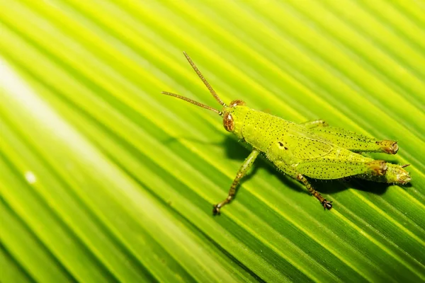 O inseto foi mascarado na cor verde das folhas do pl — Fotografia de Stock