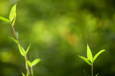 Güneşli arka plan bulanık üzerinde büyüyen bambu sınır tasarlamak