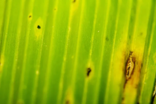 昆虫の pl の葉の緑の色の覆面を被っていました — ストック写真