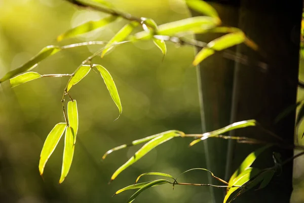 Crescente design confine di bambù su sfondo sfocato e soleggiato — Foto Stock