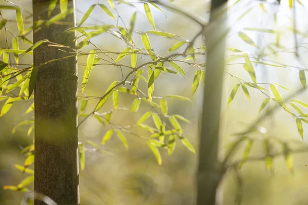 Projeto crescente fronteira de bambu sobre fundo ensolarado borrado — Fotografia de Stock