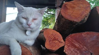 Son closeup görünümünü çatlaklar ve yıllık ahşap ağaç bölüm kesmek