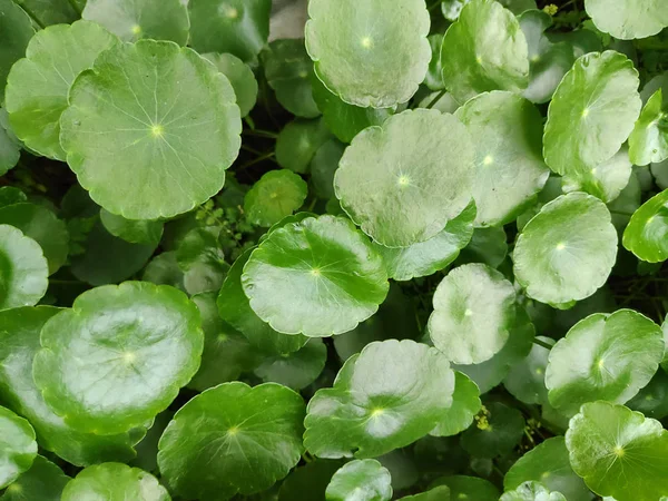 Groep van Shield Pennywort, Gotu kola, groene natuur achtergrond — Stockfoto