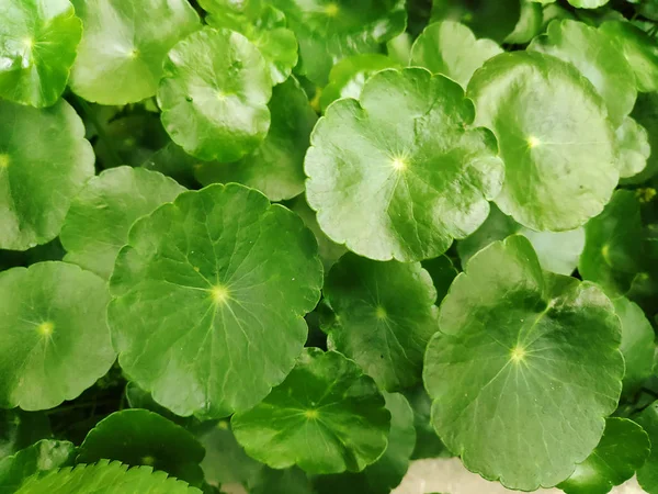 Groep van Shield Pennywort, Gotu kola, groene natuur achtergrond — Stockfoto