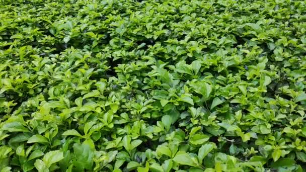 Le groupe de bouclier Pennywort, Gotu kola, fond vert de la nature 