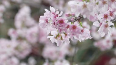 Taipei City, Tayvan-12 Nisan 2019: görünüm noktası Tianyuan Tapınağı 'nda Sakura kiraz çiçeği, Tianyuan Tapınağı güzel manzarası ve Tayvan kiraz çiçekleri için güzel bir nokta ile ünlüdür