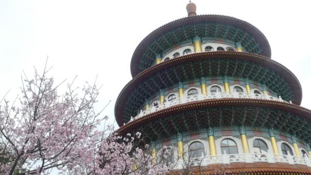 Taipei City Taiwan 2019 Aussichtspunkt Sakura Kirschblüte Tianyuan Tempel Der — Stockvideo